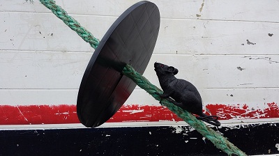 Rat shield guards to keep rats of your boat and home utility lines